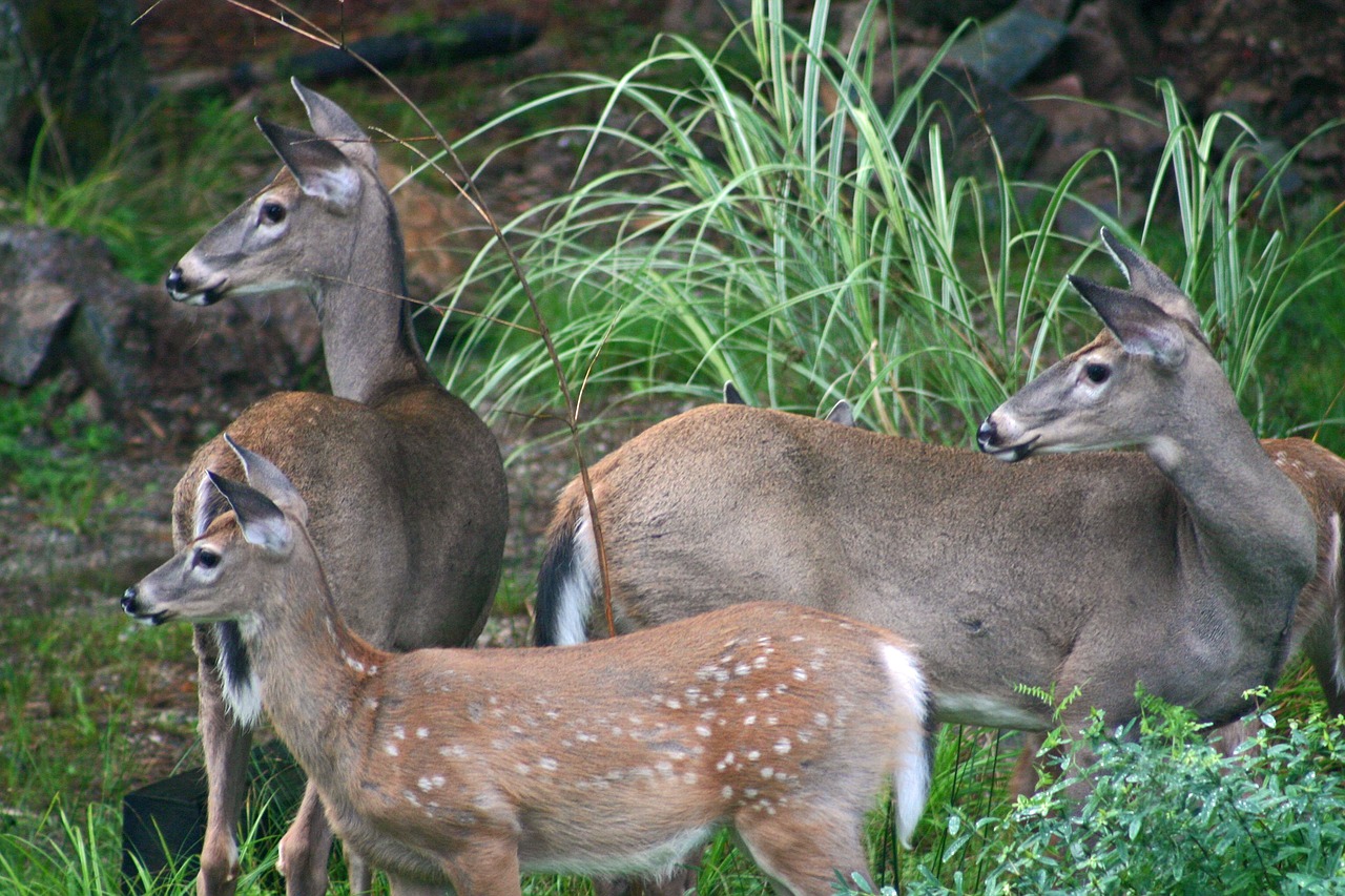 monitoring-deer-population-a-community-effort